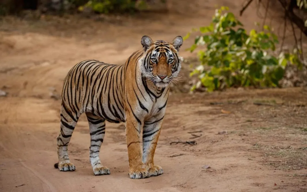 Harimau Ompong di Tengah Rimba Partai 1 Harimau Ompong di Tengah Rimba Partai