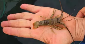 IPB University Kembangkan Lobster Dederan, Buka Peluang Hilirisasi dan Tingkatkan Nilai Ekonomi BBL 6 IPB University Kembangkan Lobster Dederan, Buka Peluang Hilirisasi dan Tingkatkan Nilai Ekonomi BBL