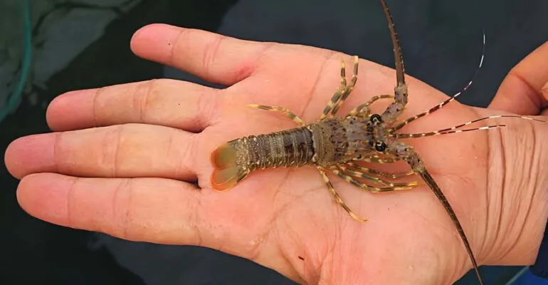 IPB University Kembangkan Lobster Dederan, Buka Peluang Hilirisasi dan Tingkatkan Nilai Ekonomi BBL 1 IPB University Kembangkan Lobster Dederan, Buka Peluang Hilirisasi dan Tingkatkan Nilai Ekonomi BBL