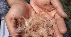 IPB: Hilirisasi Lobster Bisa Dongkrak Nilai Ekonomi hingga Rp9 Triliun 4 IPB: Hilirisasi Lobster Bisa Dongkrak Nilai Ekonomi hingga Rp9 Triliun