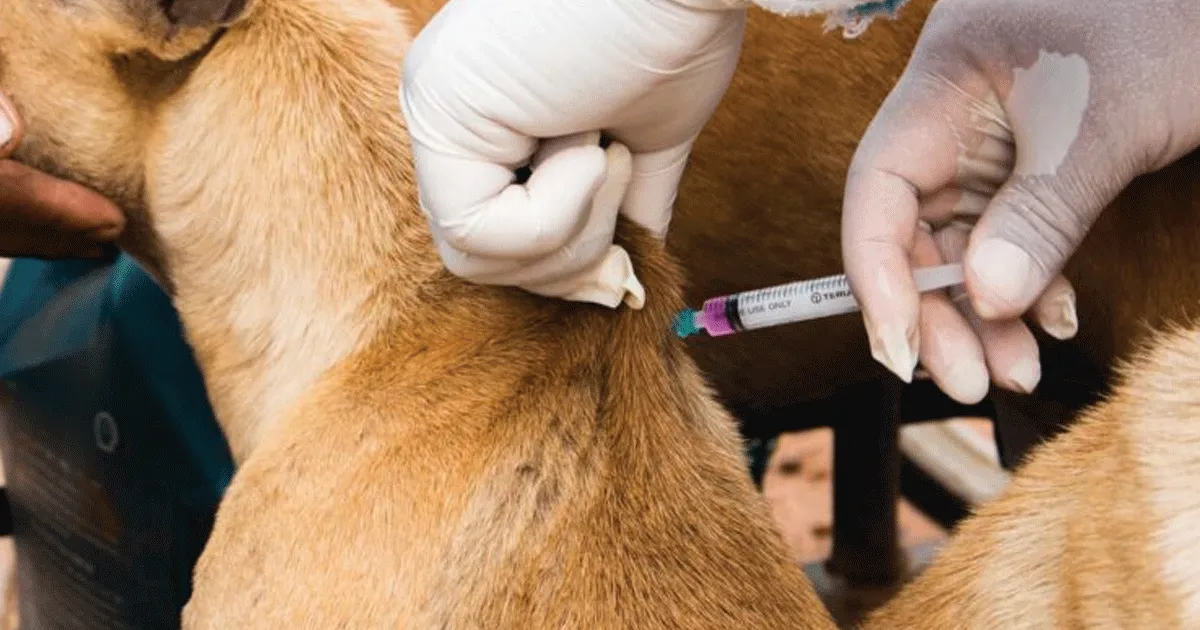 Anjing Pemburu Diduga Serang Anak di Jasinga, Pakar IPB Tekankan Pentingnya Vaksinasi Rabies 1 Anjing Pemburu Diduga Serang Anak di Jasinga, Pakar IPB Tekankan Pentingnya Vaksinasi Rabies
