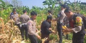 Sat Lantas Polres Bogor Panen Raya Jagung di Hambalang 1 Sat Lantas Polres Bogor Panen Raya Jagung di Hambalang