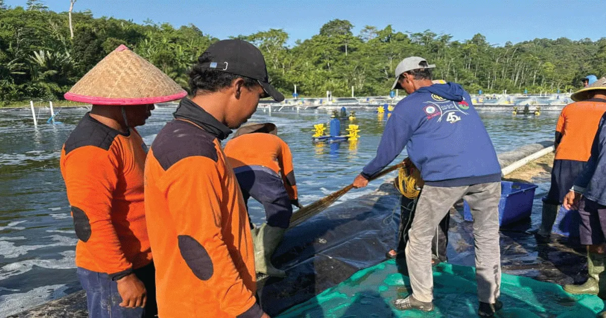 Budidaya Udang Vaname di Nusakambangan Jadi Bekal Keterampilan dan Harapan Baru bagi Warga Binaan 1 Budidaya Udang Vaname di Nusakambangan Jadi Bekal Keterampilan dan Harapan Baru bagi Warga Binaan