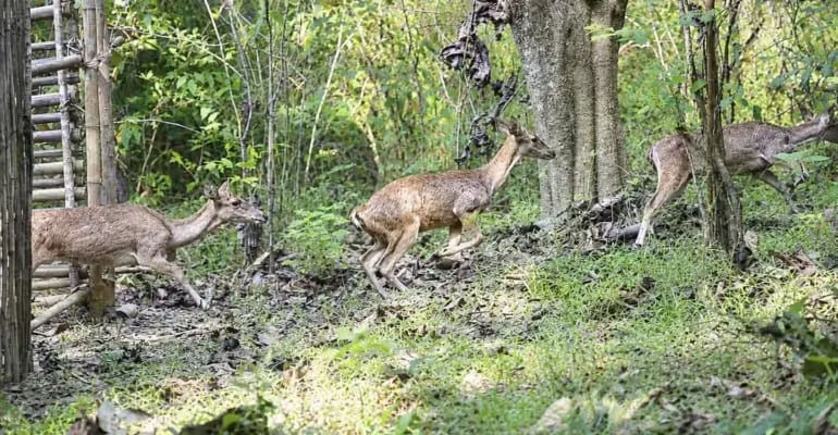 IPB University Catat Sejarah, Pertama Kali Lepasliarkan Rusa Timor ke Habitat Alami 1 IPB University Catat Sejarah, Pertama Kali Lepasliarkan Rusa Timor ke Habitat Alami