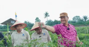 IPB dan Pemkab Batu Bara Kembangkan Varietas Cabai Merah Unggul untuk Tingkatkan Produktivitas Petani 2 IPB dan Pemkab Batu Bara Kembangkan Varietas Cabai Merah Unggul untuk Tingkatkan Produktivitas Petani