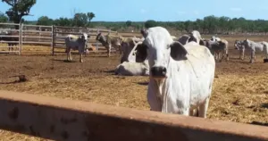 Pakar IPB Dorong Penguatan Produksi Dalam Negeri untuk Kurangi Impor Sapi 2 Pakar IPB Dorong Penguatan Produksi Dalam Negeri untuk Kurangi Impor Sapi