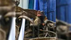Anak Komodo