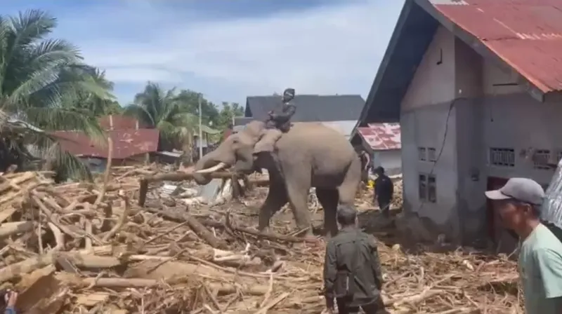 Gajah