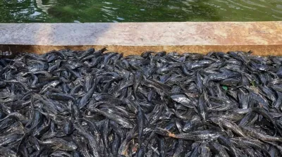 Ikan Sapu-sapu