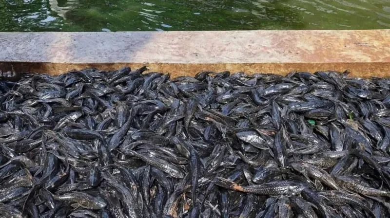 Ikan Sapu-sapu