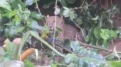 Macan Tutul