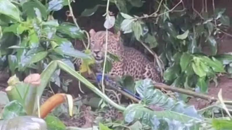 Macan Tutul