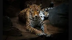 Macan Tutul