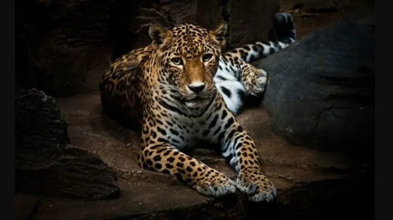 Macan Tutul