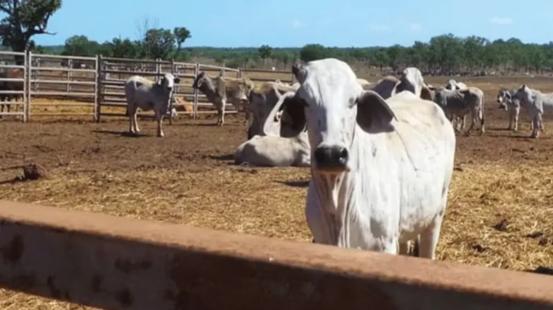 SAPI-BGR