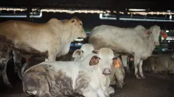 Sapi