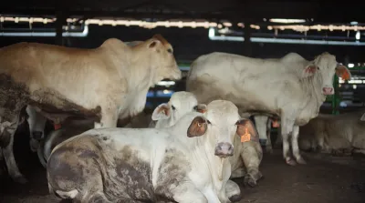 Sapi