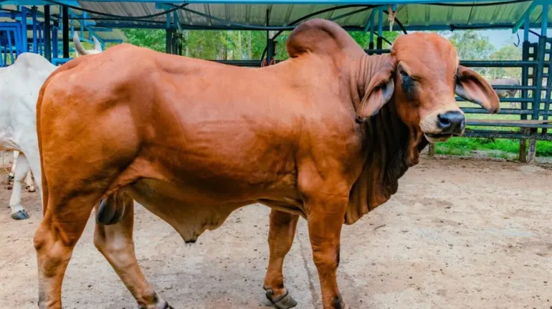 Sapi Impor