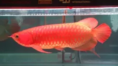 arwana