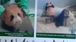 bayi panda 1
