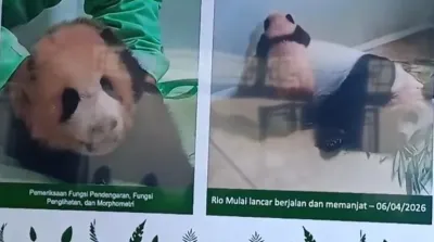 bayi panda 1
