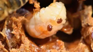 biosekuriti
