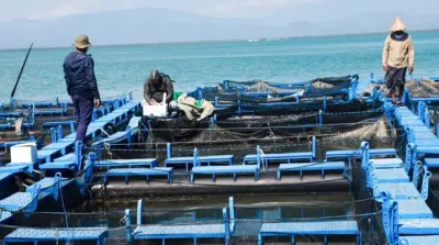 budi daya ikan