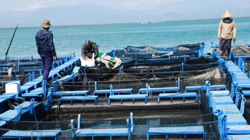 budi daya ikan