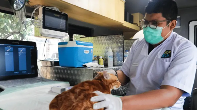 dokter-hewan