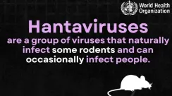 hantavirus