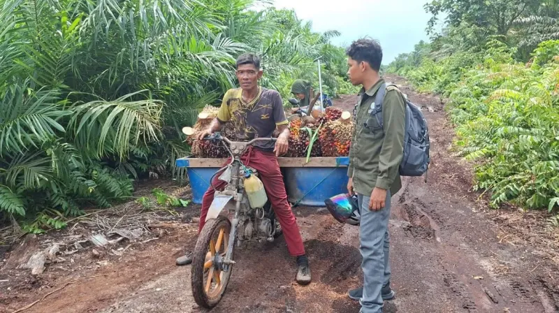 harimau melompat ke motor buruh sawit