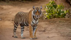 harimau