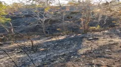 hutan-bakran