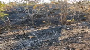 hutan-bakran