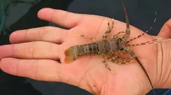 lobster