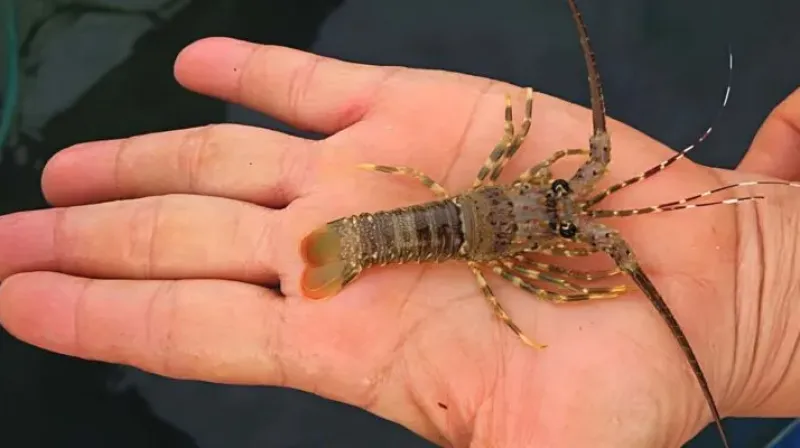 lobster