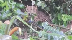 macan-tutul