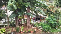 pisang dicuri