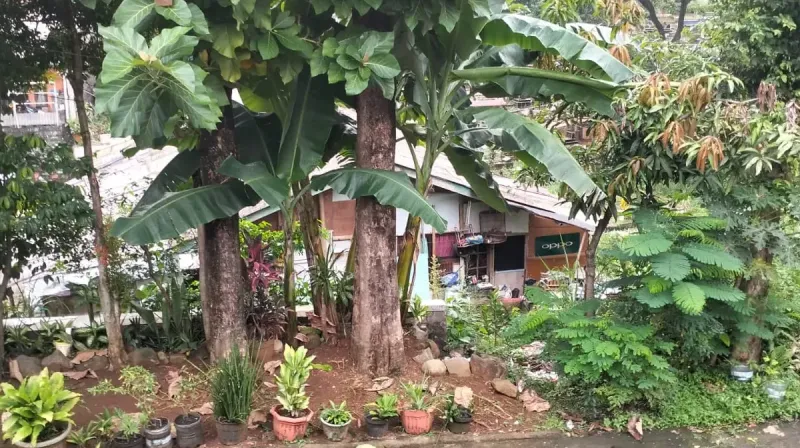 pisang dicuri