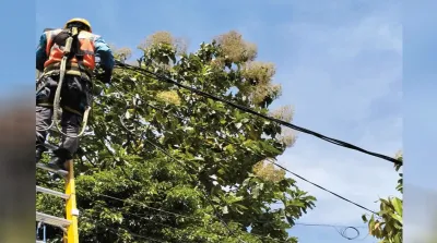 pln1