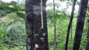 pohon-gaharu