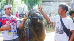 qurban