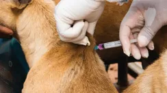 rabies