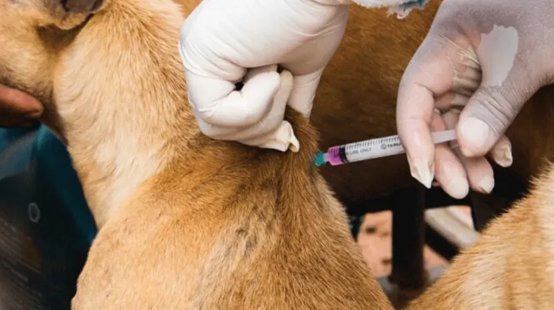 rabies