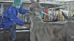 sapi kurban
