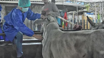 sapi kurban