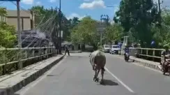sapi kurban tengah jalan
