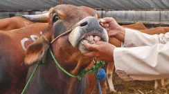 sapi