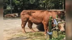 sapi1