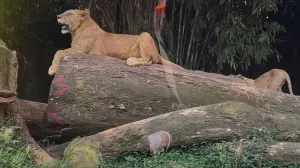 ttaman-safari